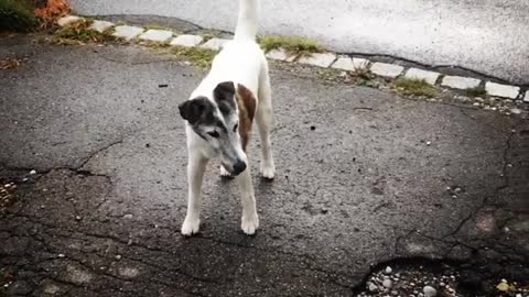 Dog Living in a Amazing Neighbourhood