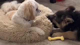 Dog Pulls Bed Away From Biting Puppy