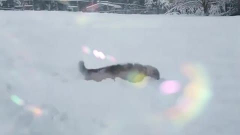 Dogs palying in the snow