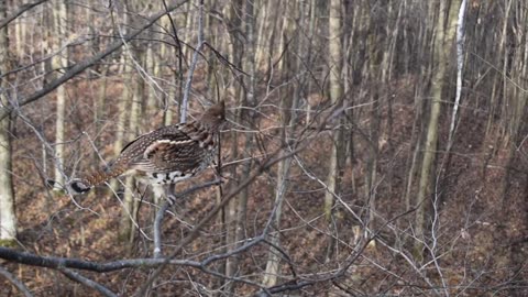 Grouse in Tree during 2019 Gun Deer Hunt