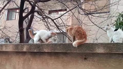 Street cats mating
