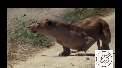 How a Lion Pride Hunts Prey
