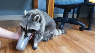 Raccoon puts an ice cube in a container and pulls it out and eats it.