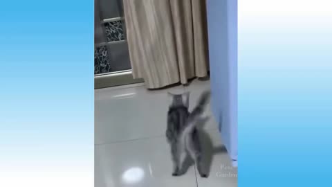 So Funny and Cute Cat