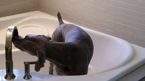 Ace loves to take a bath - even when he is all clean