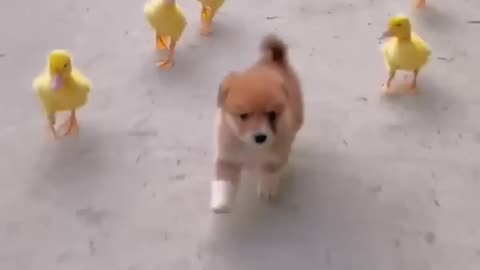 Puppy and ducklings - follow me