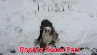 Rosie The Shihtzu And Her Snow Fort