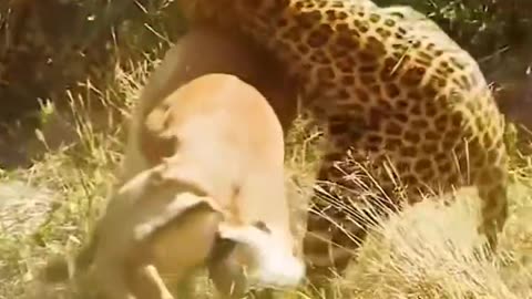 Incredible Cheetah Attack