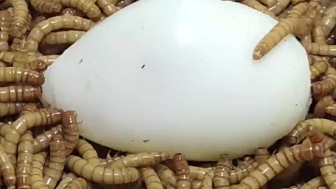 10000 SuperWorms Vs Egg 😱 MealWorms Eating Egg