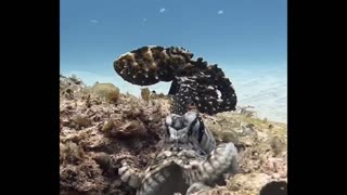 Octopus Punching Fish 😂😂😂