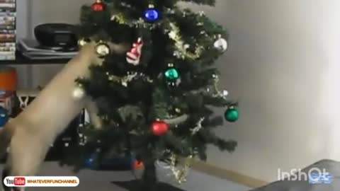 Cat rushed on christmas tree and wipe out it