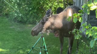 Moose on a Hot Day