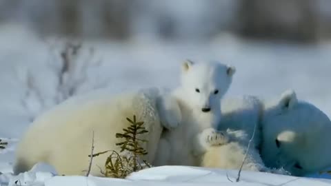 When a family of bears plays together with their mother