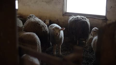 beautiful sweet lamb looking at the camera. Herd of sheep