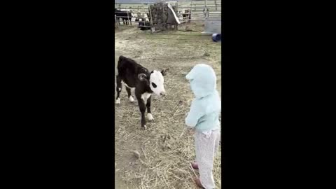 Adorable calf preciously runs to greet little girl