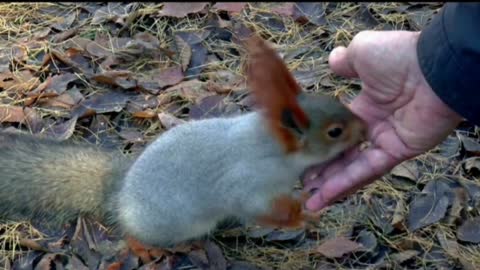 Squirrel eating / squirrel in nature