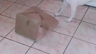 Kitten discovers bag = puppy is confused