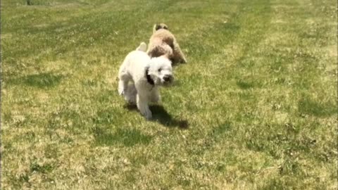 Sprinting Doggy Bounces Off Surprise Fence