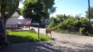 Neighborhood Mule Deer
