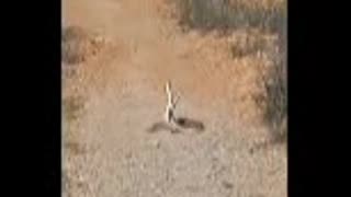 🐍🐍🤠👍 CLIP - The American Outback Presents: Arizona Rattlesnake "Fight"