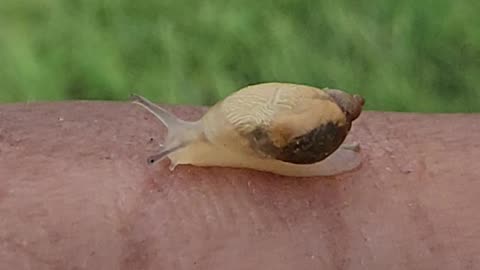 Snail baby with visible heart in the woods