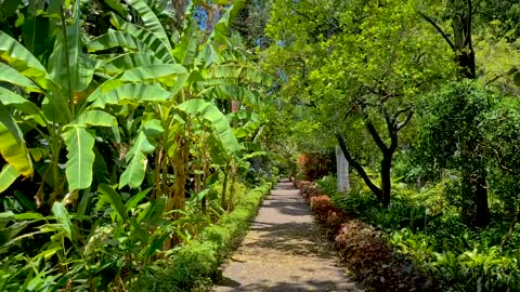 Video -Botanical garden - Nature background - Full HD 1080