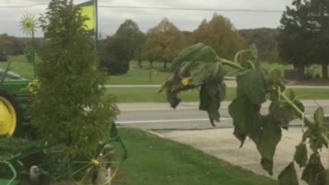 Grey Squirrel On Sunflower . Fall 2019 Indiana