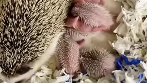 Adorable Hedgehog Family ❤️❤️ #shorts #hedgehog #hedgehogbaby