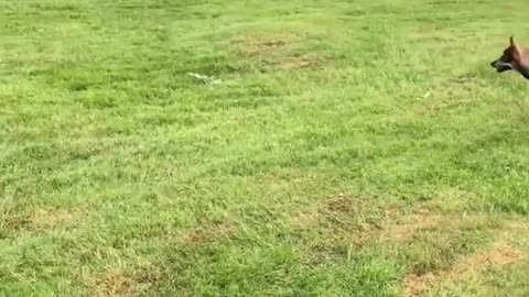 Dog german shepard playing fetch park green grass