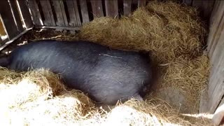 Birth of piglets