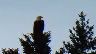 Bald Eagle