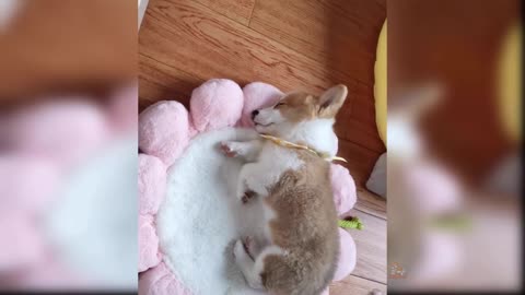 Baby Dog cute and funny moments