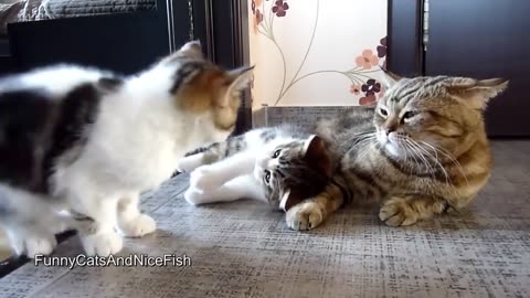 Funny Cats and cute kittens playing