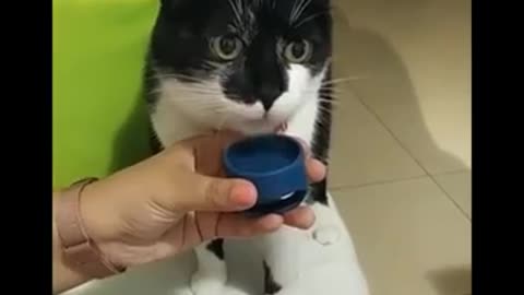 Funniest cat Don.t try to hold back Laughter funny cats 🐱 Life