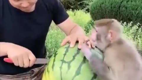 A man and a monkey share a watermelon together.