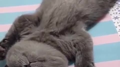 Good Night bro & sis, cute kitten, cute cat, funny animal video #shorts