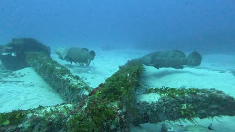 diving with goliath groupers