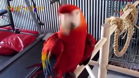 Parrot Talking Videos Compilation