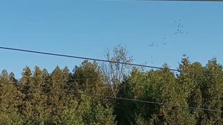 Geese Flying South For The Winter