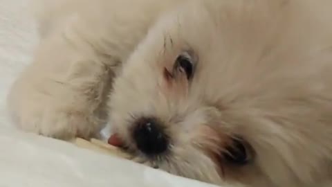 Small white dog puppy trying to eat white dental treat