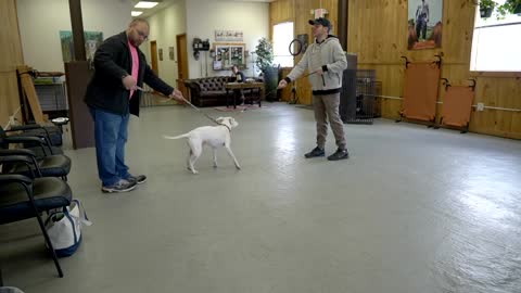 Extremely reactive pitbull + Leash dog training - Must View!!