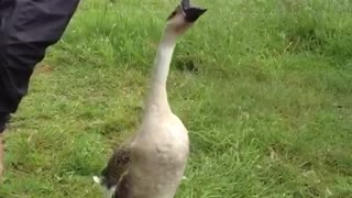 Man carrying goose little boy runs away