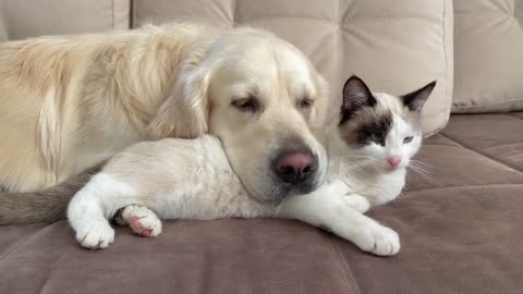 Dog & Cat friendship