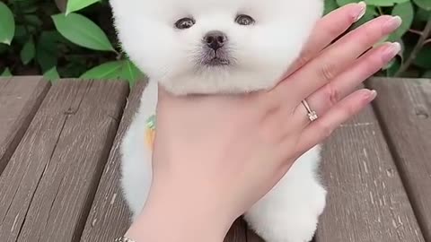 Cute puppy's