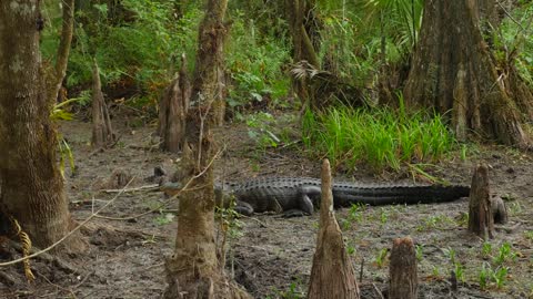 Side View Of Large Fresh Water Alligator In A Florida Slough Marsh Laying On Ground Between Trees