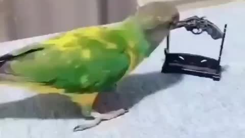 🔴This is a very good acting bird🐦