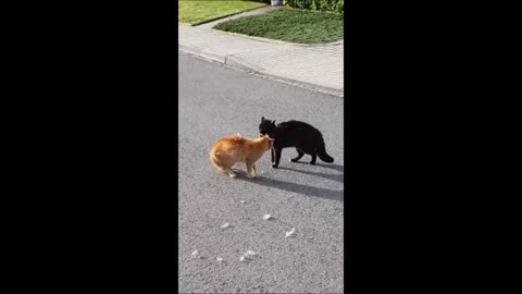Funny cats fighting