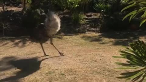 Jack Russell and Emu Playfully Chase Each Other