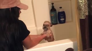 Puppy enjoys bath time