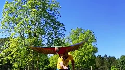 freeflight#macaw